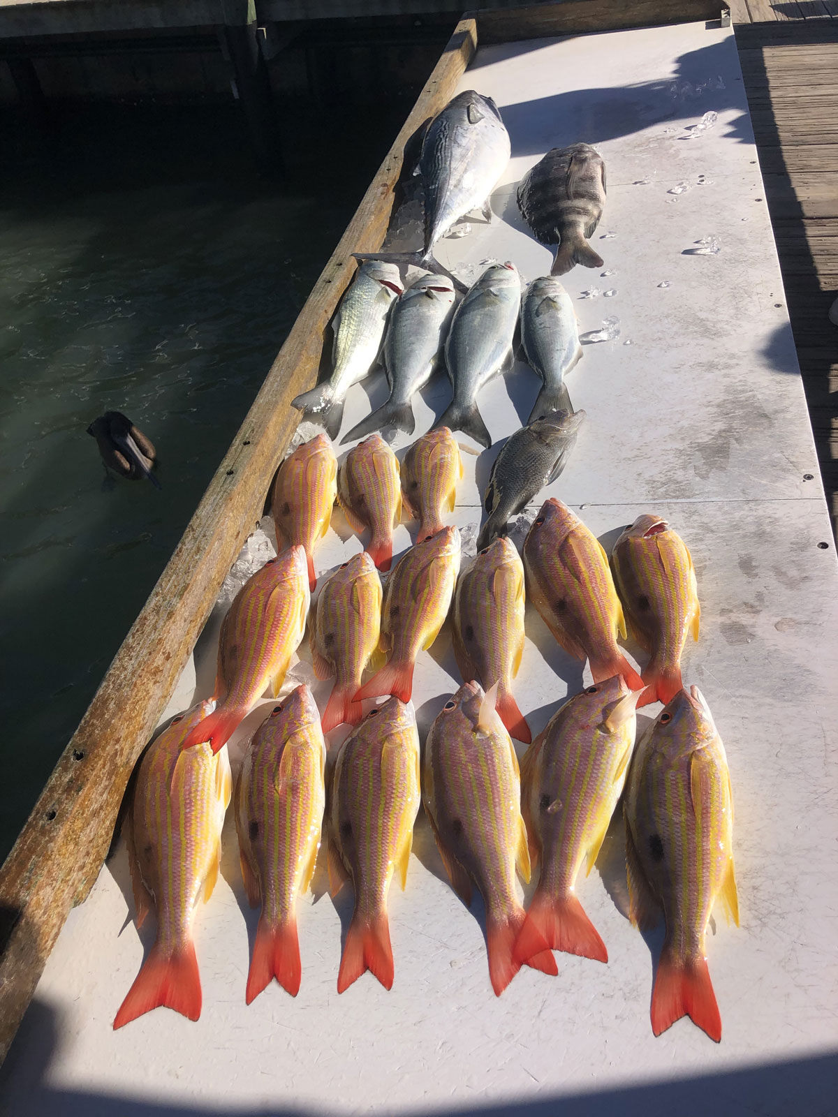 Fishing for hammerhead sharks on Marco Island